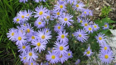 Kalimeris incisa 'Blue Star'