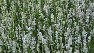 Lavandula angustifolia 'Nana Alba'