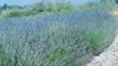 Lavandula dentata 'Richard Gray'