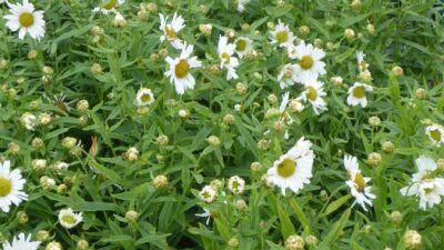 Leucanthemella serotina