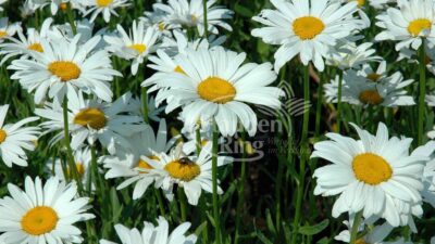 Leucanthemum x superb. 'Polaris'