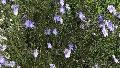 Linum perenne 'Nanum Saphir'