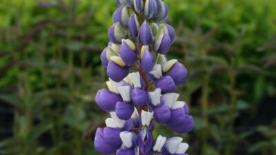 Lupinus 'Nanus Gallery Blau'