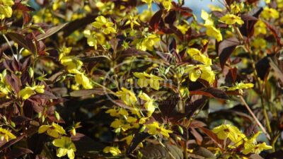 Lysimachia ciliata 'Firecracker'