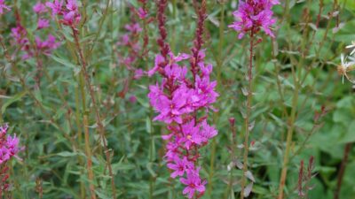 Lythrum virgatum 'Dropmore Purple'