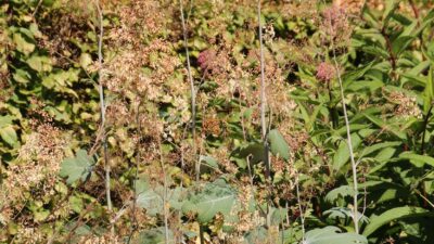 Macleaya cordata var. cordata