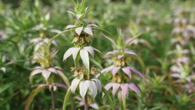 Monarda punctata