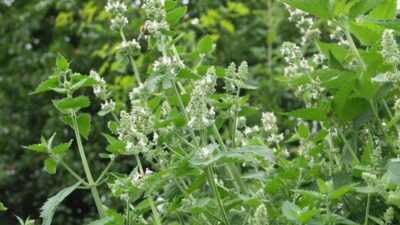 Nepeta cataria ssp. citriodora