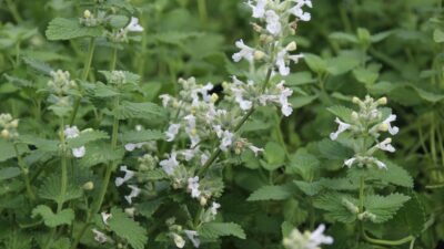 Nepeta racemosa 'Snowflake'