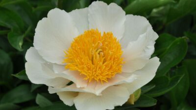 Paeonia x cult. 'Claire de Lune'