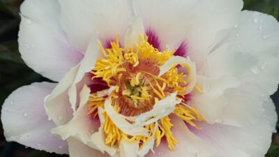 Paeonia x itoh 'Cora Louise'