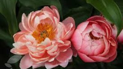 Paeonia x cult. 'Coral Charm'
