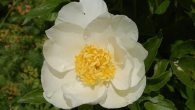 Paeonia lactiflora 'Krinkled White'