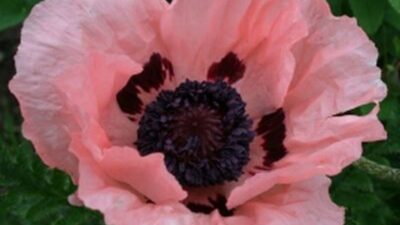Papaver orientale 'Königin Alexandra'