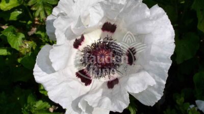 Papaver orientale 'Perry's White'