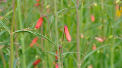 Penstemon barb. 'Coccineus'