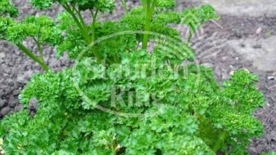 Petroselinum crispum 'Smaragd'