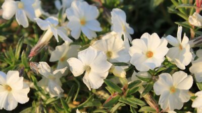 Phlox douglasii 'White Admiral'