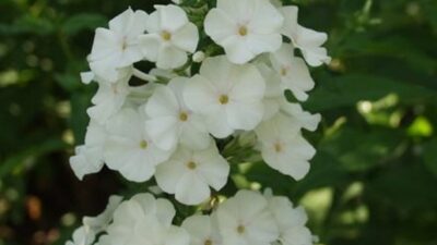 Phlox maculata 'Schneelawine'
