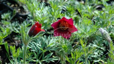 Pulsatilla vulgaris 'Rubra'