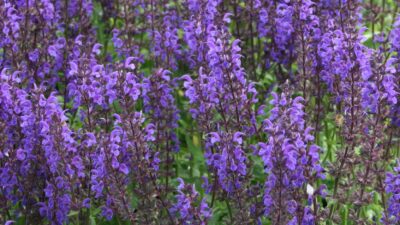 Salvia nemorosa 'Viola Klose'