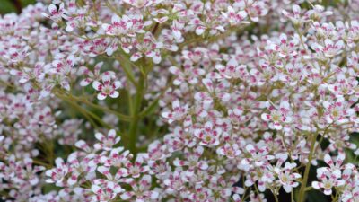 Saxifraga cotyledon 'Southside Seedling'