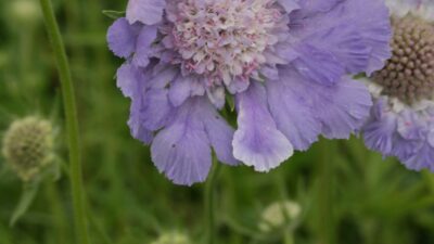 Scabiosa caucasica 'Perfecta'