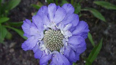 Scabiosa caucasica 'Stäfa'