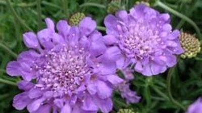 Scabiosa columbaria