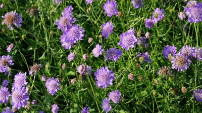 Scabiosa columbaria 'Butterfly Blue'