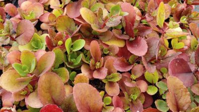 Sedum telephium ssp. maximum