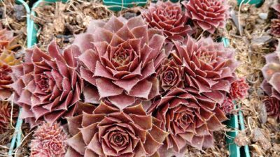 Sempervivum x cult., rot