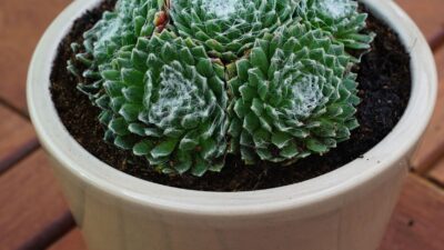 Sempervivum arachnoideum