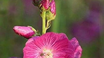 Sidalcea oregana 'Stark's Hybrid'