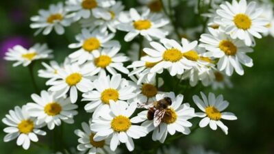 Tanacetum corymbosum