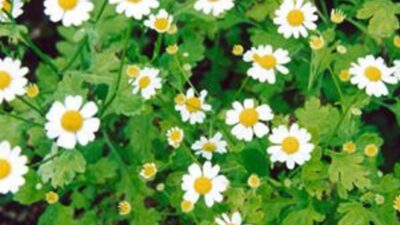 Tanacetum parthenium