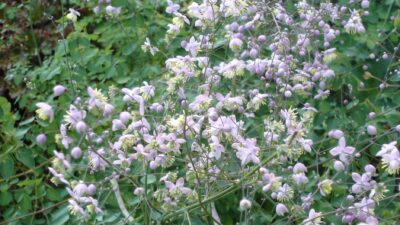 Thalictrum delavayi
