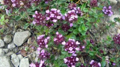 Thymus pulegioides