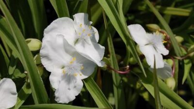 Tradescantia x anders. 'Innocence'