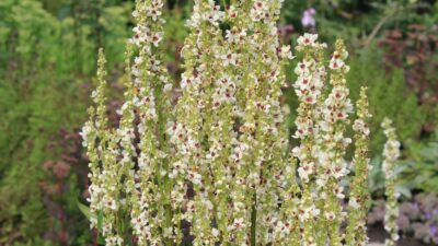 Verbascum nigrum 'Album'