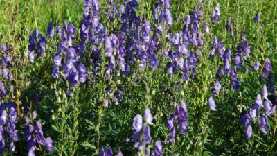 Aconitum napellus