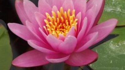 Nymphaea x cult. 'Fabiola'