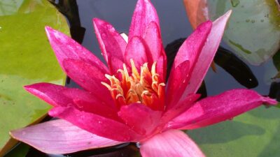 Nymphaea x cult. 'Froebeli'
