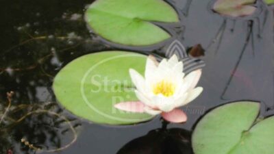 Nymphaea x cult. 'Walter Pagels'