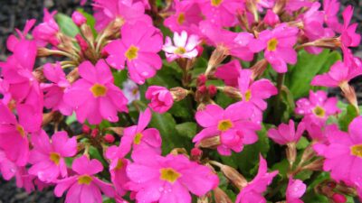 Primula rosea 'Gigas'