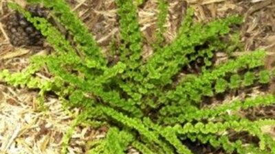 Athyrium filix-femina 'Frizelliae'
