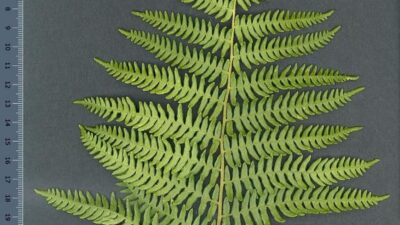 Pteridium aquilinum