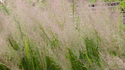 Calamagrostis arundinacea var. brachytricha