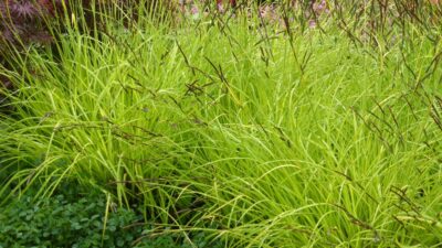Carex elata 'Aurea'