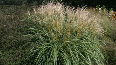 Miscanthus sinensis 'Adagio'